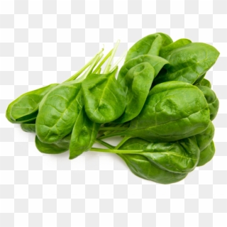 Spinach Png Free Image - Spinach Stock Clipart