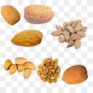 Nuts Clipart Tree Nut - Almond - Png Download