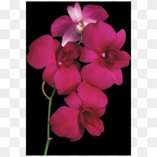 Free Orchid Pngs - Png Orchid Transparent Clipart