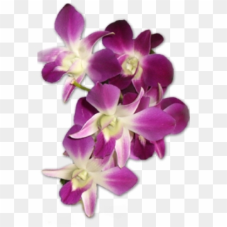 Orchid Design Clipart