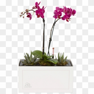 "my First Orchid" Is The First Of Its Kind - Cattlianthe Jewel Box Clipart