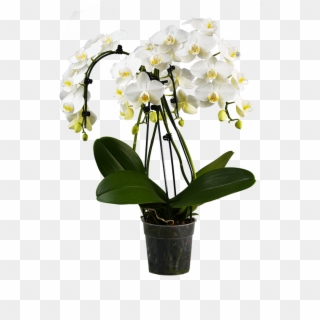 Person To Give It To As A Gift Are Essential To Get - Menin Orchidee Clipart