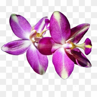 Pistil Petals Orchid Flowers Png Image - Flor De Cattleya Png Clipart