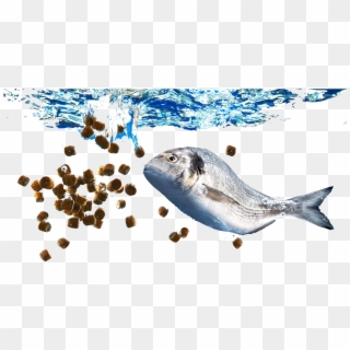 Fish Feed And Grow - Fish Feed Clipart