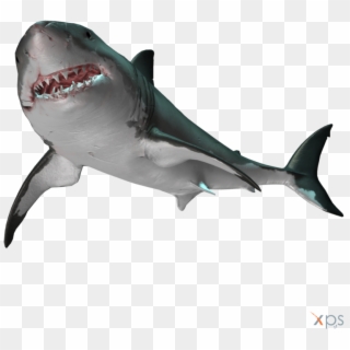Gmod - Great White Shark Clipart