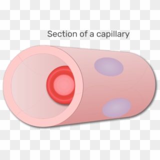 A Red Blood Cell In A Section Of Capillary Animation - Circle Clipart