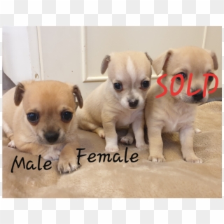 Chihuahua Puppies For Sale - Chihuahua Clipart