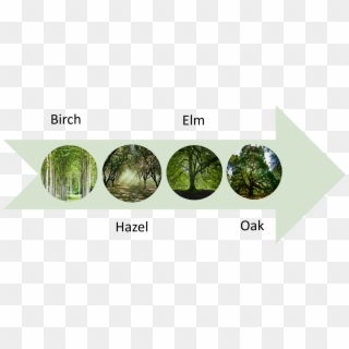 The First People Trees Diagram - Oak Clipart