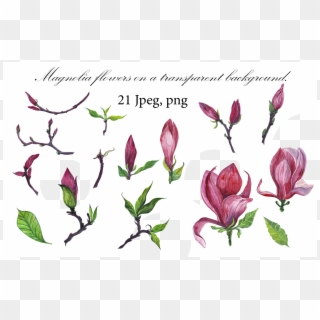 Id 40488 In Illustrations 1 - Tulip Clipart