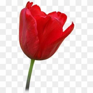 Click And Drag To Re-position The Image, If Desired - Transparent Red Tulip Clipart