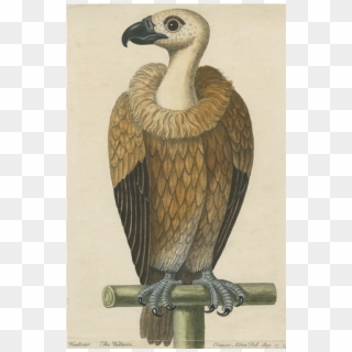 Avvoltoio Clipart