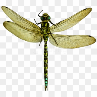 Free Png Download Dragonfly Png Images Background Png - Dragon Fly Images Png Clipart