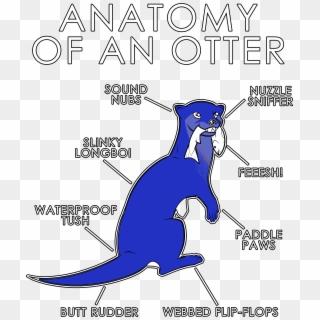 Anatomy Of An Otter - Illustration Clipart