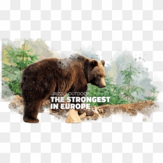 Powerful By Nature - Grizzly Bear Clipart