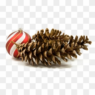 Holiday Pine Cone Png Hd Quality - Christmas Pine Cone Png Clipart