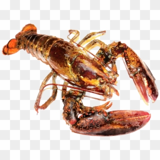 Download Lobster Animals Png Transparent Images Transparent - Lobster Watercolor Clipart