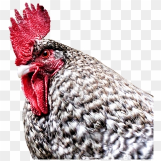 Gockel, Hahn, Hen, Dangerous, Farm, Poultry, Bird - Rooster Clipart