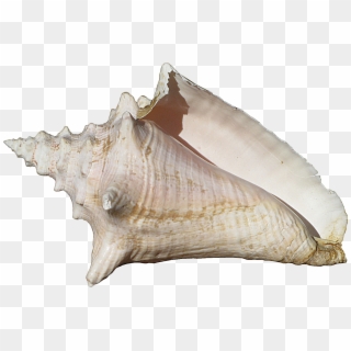 Conch Shell , Png Download - Conch Shell Clipart