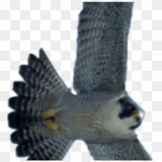 Falcon Png Transparent Images - Portable Network Graphics Clipart