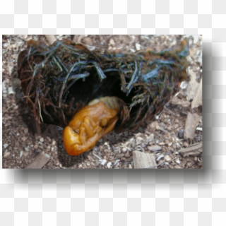 At Pupation, The Larva Will Leave The Tree And Form - Python Family Clipart