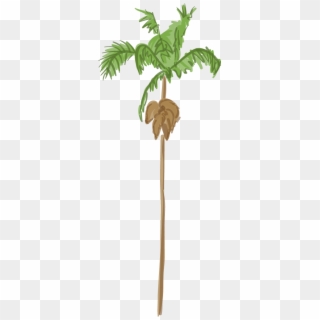 Canary Island Date Palm - Palm Tree Clipart