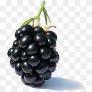 Blackberry Fruit Png Clipart - Blackberry Fruit Transparent Png