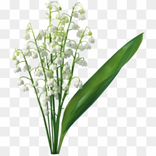 Transparent Gallery Yopriceville High Is Available - Lily Of The Valley Png Clipart