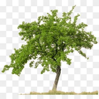 Trees Plan Png - Tree With White Background Clipart