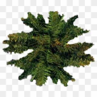 Tree Plan - Shortleaf Black Spruce Clipart
