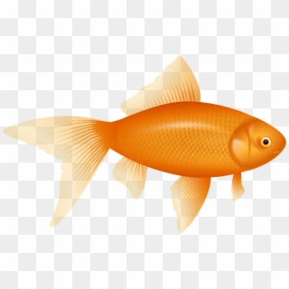 28 Collection Of Golden Fish Clipart - Fish Png Transparent Png