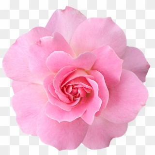 Pink Flowers Png Pic - Transparent Flower Pink Clipart