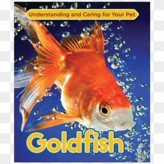 Stock Images Meme Goldfish Clipart