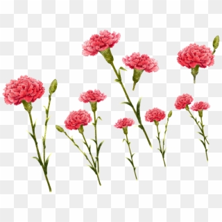 Hand Painted Pink Flowers Transparent Decorative - Carnation Flowers Illustration Png Clipart