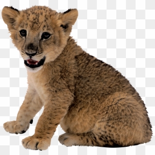Small Lion Png Image - Lion Cub Transparent Background Clipart