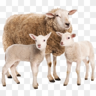 Sheep And Cubs - Suffolk Sheep Png Clipart