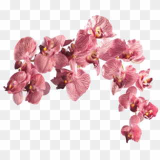 Real Flower Pink Png Clipart