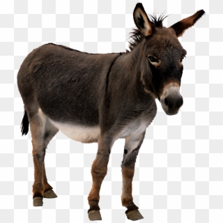 Donkey Png Clipart