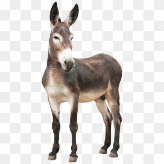 Donkey, Ass Png - Donkey Png Clipart