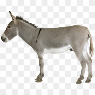 Donkey Png Transparent - Donkey Png Clipart
