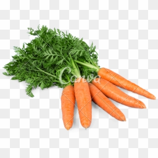 Carrot Vector Bunch - Zanahoria Fresca Clipart