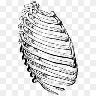 Rib Cage Png Clipart