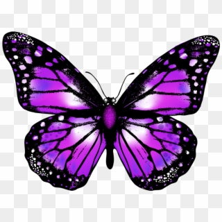 Purple Butterfly Png - Transparent Background Butterfly Png Clipart