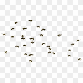 Swarm Of Bees Png Png Royalty Free - Swarm Of Flies Clipart Transparent Png