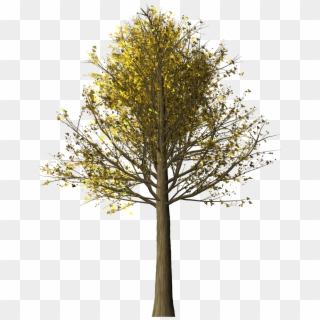 Tree Maple Maple Tree Png Image - Maple Clipart