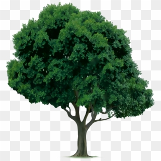 Crop Tree Png - Drawings Of Trees Clipart