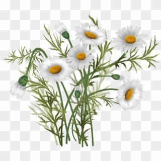 Vector Bouquet Daisies - Oxeye Daisy Clipart