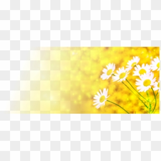 Banner-daisies Clipart