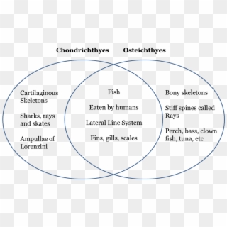Venn Diagram Of Chondrichthyes And Osteichthyes , Png - Venn Diagram Of Chondrichthyes And Osteichthyes Clipart