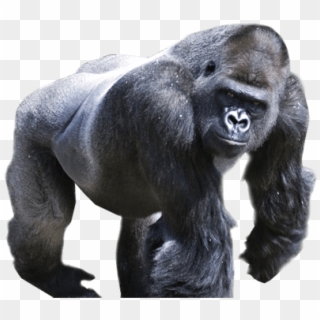 Download By Size - Gorilla Png Clipart