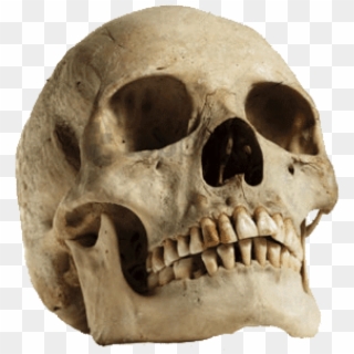 Free Png Download Human Skull Looking Up Png Images - Sagittal Crest On Human Skull Clipart